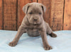 AKC Registered Cane Corso For Sale Wooster, OH Female- Lola