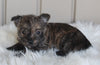 AKC Registered Cairn Terrier For Sale Millersburg OH Female-Olivia