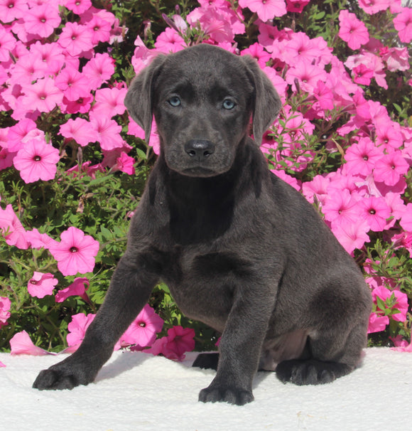 AKC Registered Labrador Retriever For Sale Millersburg OH Male-Indigo