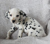 AKC Registered Dalmatian For Sale Wooster OH Male-Ayo