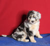 Mini Aussiedoodle For Sale Millersburg OH Female-Kaya