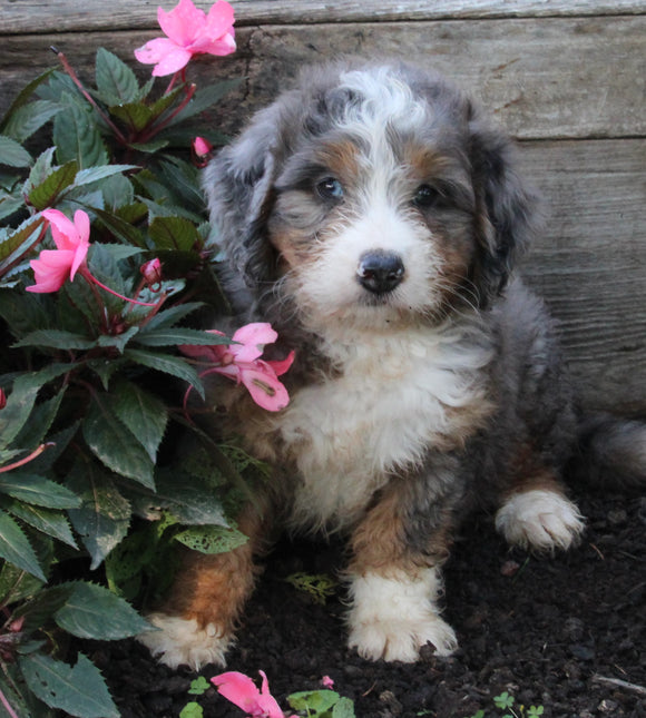 Mini Bernedoodle For Sale Millersburg OH Male-King