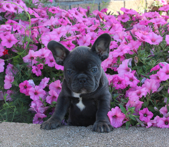 AKC Registered French Bulldog For Sale Millersburg OH Male Carson