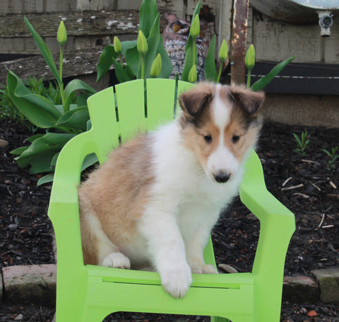 AKC Registered Collie Lassie For Sale Fredricksburg OH Female-Heather
