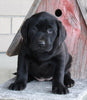 ACA Registered Labrador Retriever For Sale Sugarcreek OH Female-Daisy