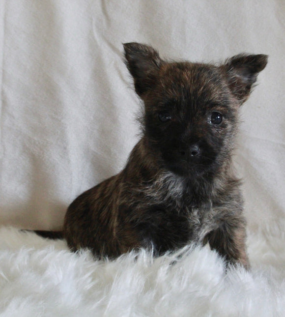 AKC Registered Cairn Terrier For Sale Millersburg OH Female-Mia
