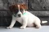 Jack Russel For Sale Millersburg OH Male-Asher