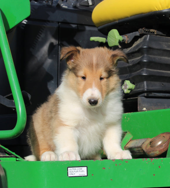 AKC Registered Collie Lassie For Sale Fredericksburg OH Male-Hector