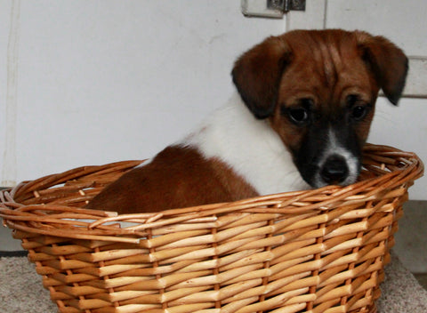 Jack Russel For Sale Fredericksburg OH Male-Duke