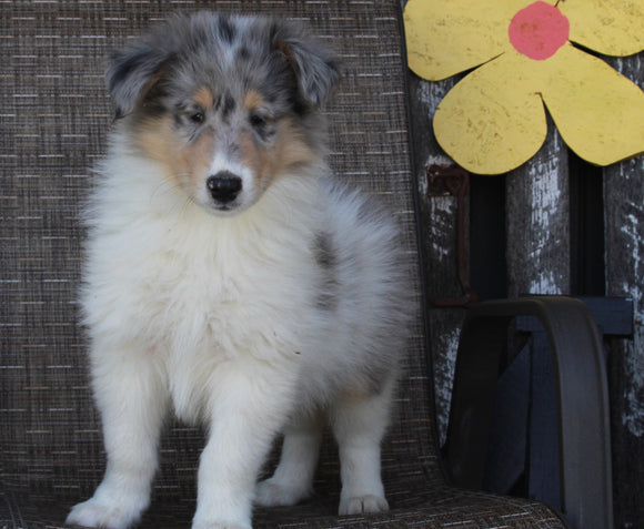 Collie Lassie For Sale Fredricksburg OH Male-Rowdy