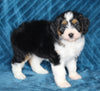 Mini Bernedoodle For Sale Dundee OH Female-Lacey