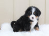 AKC Registered Bernese Mountain Dog For Sale Brinkhaven, OH Male- Moose