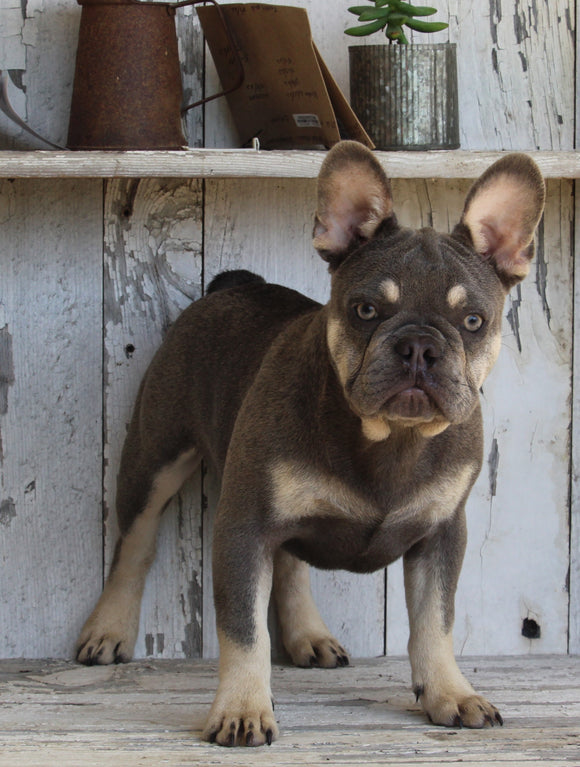 AKC Registered French Bulldog For Sale Millersburg OH -Male Storm
