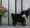 Mini Bernedoodle For Sale Sugarcreek OH Male-Marco