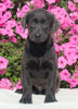 AKC Registered Labrador Retriever For Sale Millersburg OH Male-Indigo