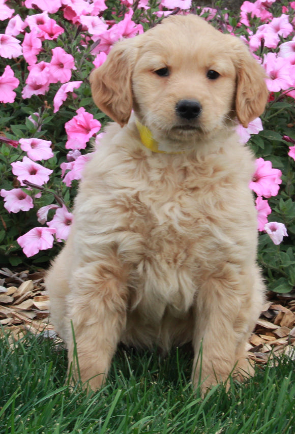 AKC Registered Golden Retriever For Sale Fredericksburg OH Male-Toby