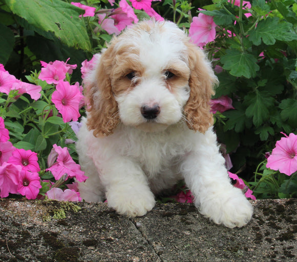 F1BB Mini Labradoodle For Sale Millersburg OH Female-Esther