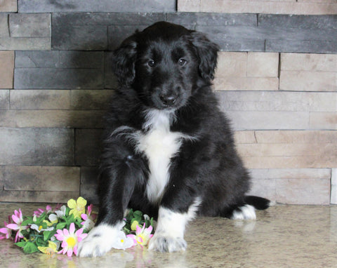 Golden Collie For Sale Fredericksburg, OH Male- Toby