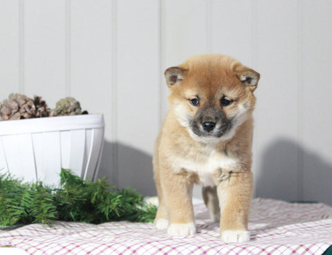 AKC Registered Shiba Inu For Sale Dundee, OH Female- Beauty