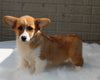 Pembroke Welch Corgi For Sale Millersburg OH Male-Waylon