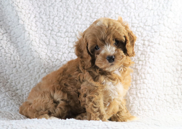 Cockapoo F1B For Sale Sugarcreek, OH Female- Mia