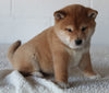 AKC Registered Shiba Inu For Sale Millersburg OH Male-Brentley