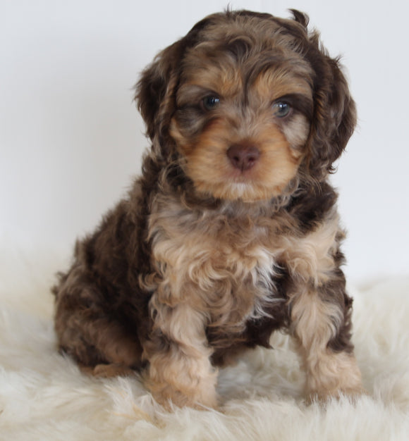 Cavapoo For Sale Beach City OH Male-Snickers