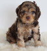 Cavapoo For Sale Beach City OH Male-Snickers