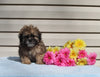 Shih-poo For Sale Warsaw OH Male Kennedy