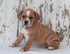 Beabull For Sale Holmesville, OH Male- Harley