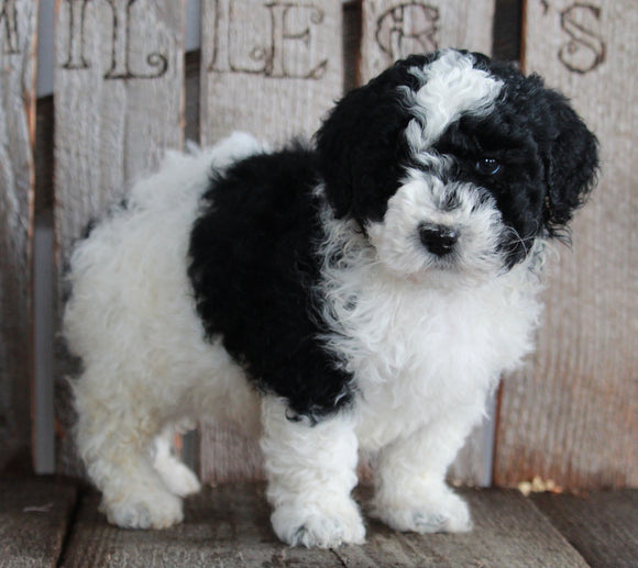 AKC Registered Moyen Poodle For Sale Wooster OH Male-Koda