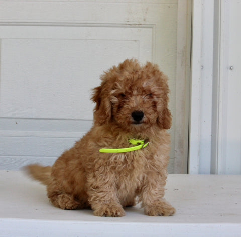 Mini Goldendoodle For Sale Wooster OH Male-Benji