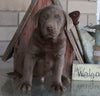 AKC Registered Labrador Retriever Silver For Sale Sugarcreek OH Male-Gabe