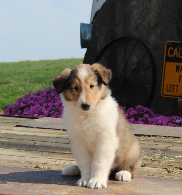 Collie Lassie For Sale Fredericksburg OH Male-Grant