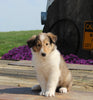 Collie Lassie For Sale Fredericksburg OH Male-Grant