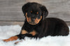 AKC Registered Rottweiler For Sale Applecreek OH-Female Bella