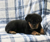 AKC Registered Rottweiler For Sale Shreve OH Male-Max