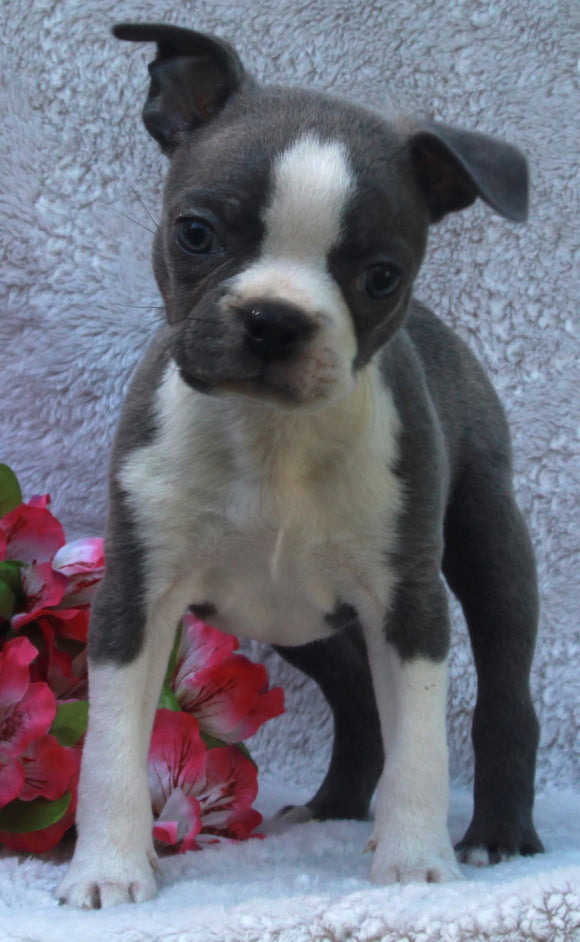 AKC Registered Boston Terrier For Sale Warsaw OH -Female Francine