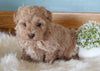 Mini Poodle For Sale Millersburg OH Female-Maggie
