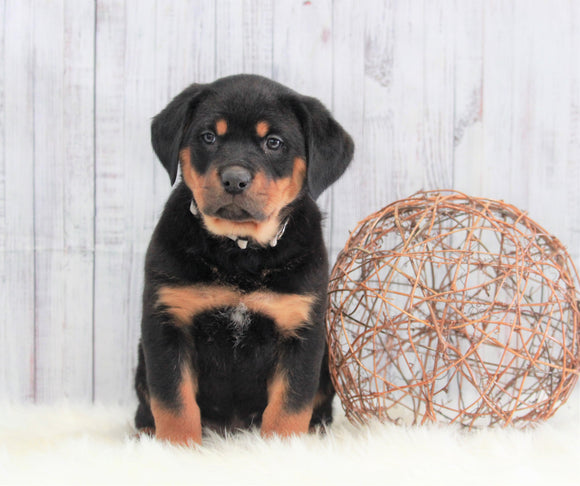 AKC Registered Rottweiler For Sale Holmesville, OH Female- Abbey
