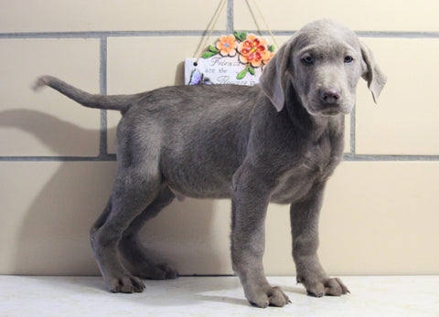 AKC Registered Labrador Retriever For Sale Sugarcreek, OH Male- Axel