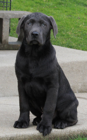 AKC Registered  Labrador Retreiver For Sale Sugarcreek OH Male-Charlie