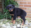 AKC Registered Rottweiler For Sale Shreve OH Female-Molly