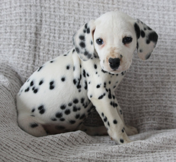 AKC Registered Dalmatian For Sale Wooster OH Male-Ayo