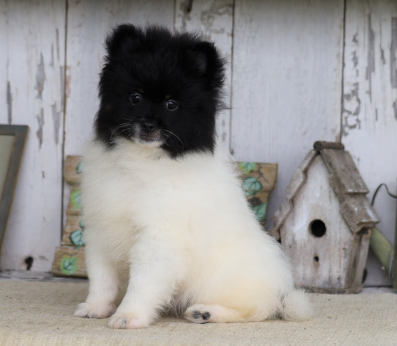 Pomeranian For Sale Millersburg, OH Male- Charles