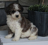 AKC Registered Moyen Poodle For Sale Wooster OH Female-Ava