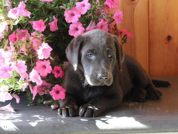 AKC Registered Labrador Retriever For Sale Fredericksburg OH Male-Rocky