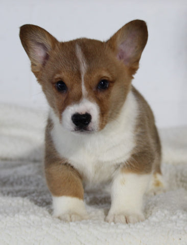 AKC Registered Pembroke Welsh Corgi For Sale Millersburg OH Male-Cody