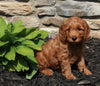 Mini Goldendoodle For Sale Sugarcreek OH Male-Gage