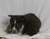 Texas Heeler Siberian Husky Mix For Sale Fredericksburg OH Female-Tootsie